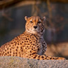 Gepard111111