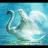 Cover Lacross - Save Me (Swan Lake) Lacross - Save Me (Swan Lake)
