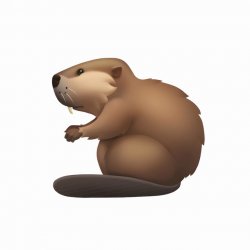 Cover Бобр
