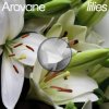 Cover Arovane - Pink Lilies Arovane - Pink Lilies
