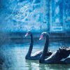 Cover Ataraxia - Llyr Ataraxia - Llyr