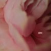 Cover Lewis Capaldi - Survive Lewis Capaldi - Survive