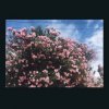 Cover Ceres - Okay Ceres - Okay