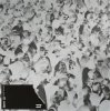 Cover Solomun feat. Isolation Berlin - Kreatur Der Nacht (Maceo Plex Remix) Solomun feat. Isolation Berlin - Kreatur Der Nacht (Maceo Plex Remix)