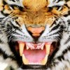 Cover Ottosiderspunk - Crouching Tiger Ottosiderspunk - Crouching Tiger