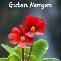 Cover unknown - Guten Morgen guten tag