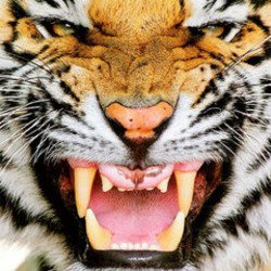 Cover Ottosiderspunk - Crouching Tiger