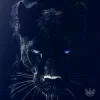 Cover Adam Jamar - Black Panther Adam Jamar - Black Panther