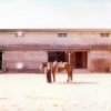 Cover Moon Tang - Molly Moon Tang - Molly