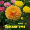 Cover Нейросеть - Хризантема Нейросеть - Хризантема