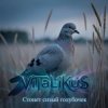 ViTaLiKuS - Стонет сизый голубочек