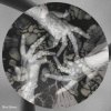 Cover Atmos-fear - Por suerte soy fragil Atmos-fear - Por suerte soy fragil