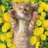 Bronis AI - Уснул мой котёнок