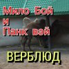 Мило Бой - " верблюд "