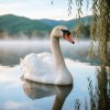 Апро - Белый Лебедь